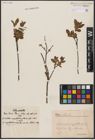 Foto von Salix aurita L. x Salix myrtilloides L.